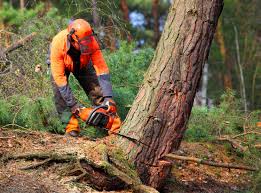 How Our Tree Care Process Works  in  Greer, SC