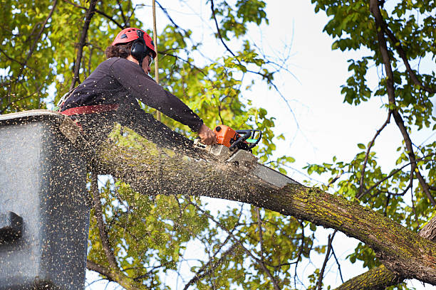 Reliable Greer, SC Tree Removal Services Solutions